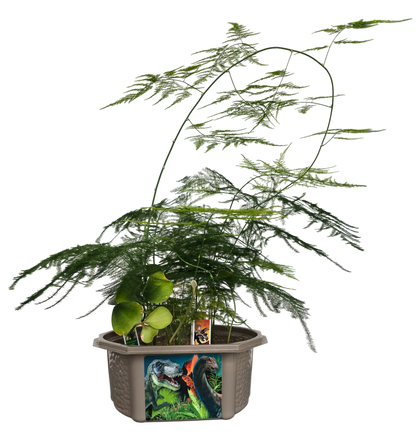 Dinosaur Domain Biosphere Terrarium