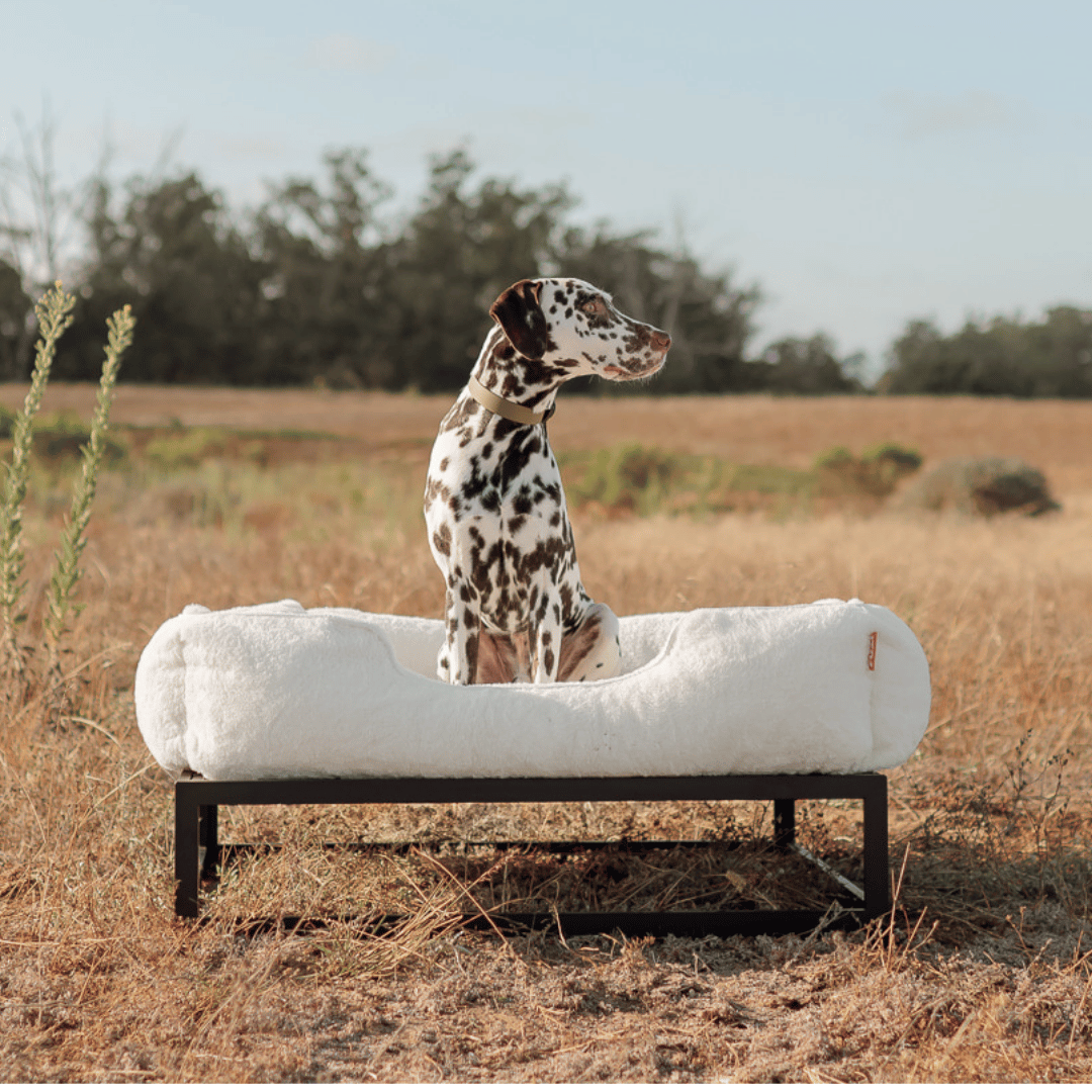The FÜZI Dog Bed