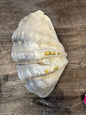 22" Large Tridacna gigas Clam Shell Half
