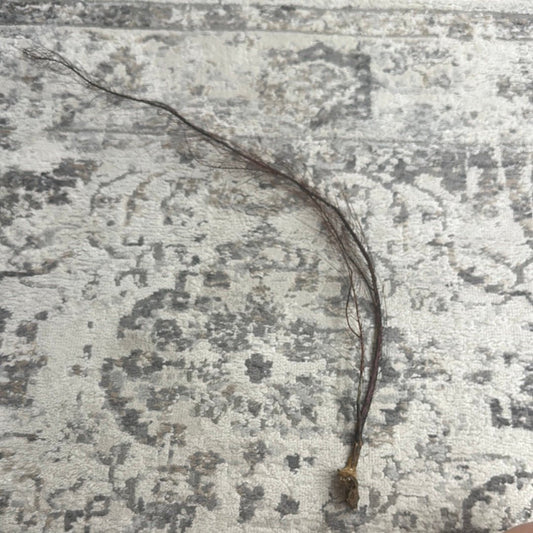 25-30" Black Sea Fan Whip