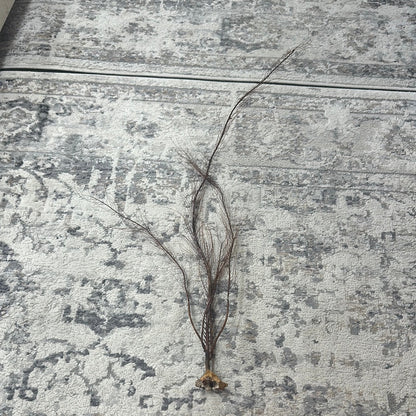 25-30" Black Sea Fan Whip