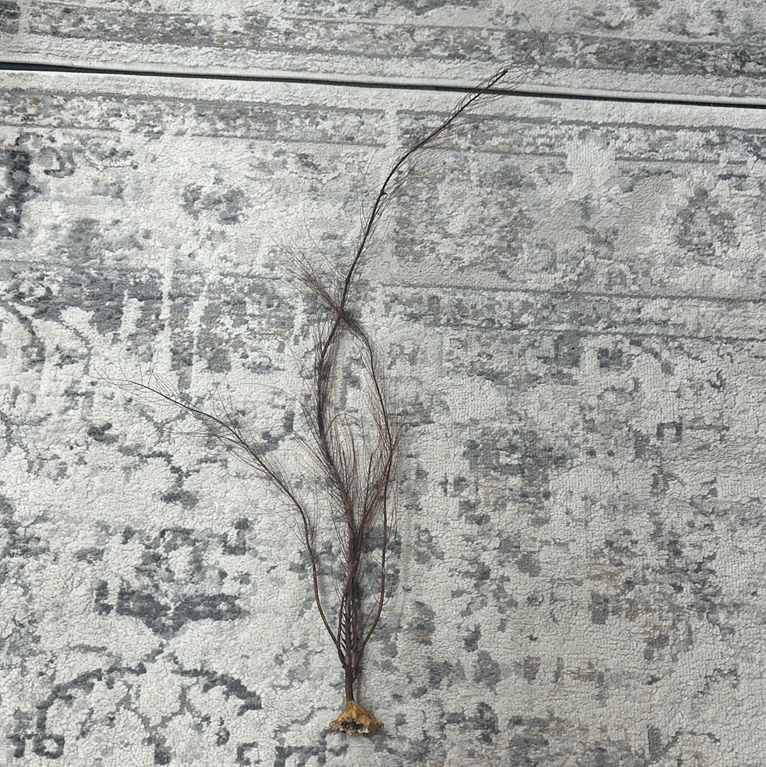 25-30" Black Sea Fan Whip