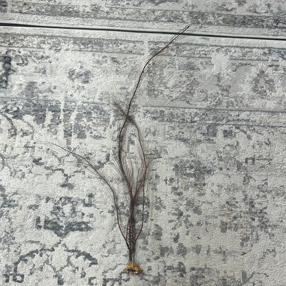 25-30" Black Sea Fan Whip