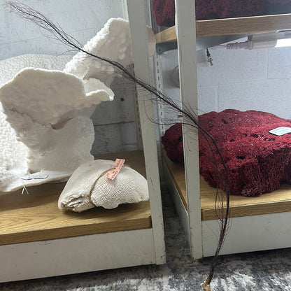 25-30" Black Sea Fan Whip