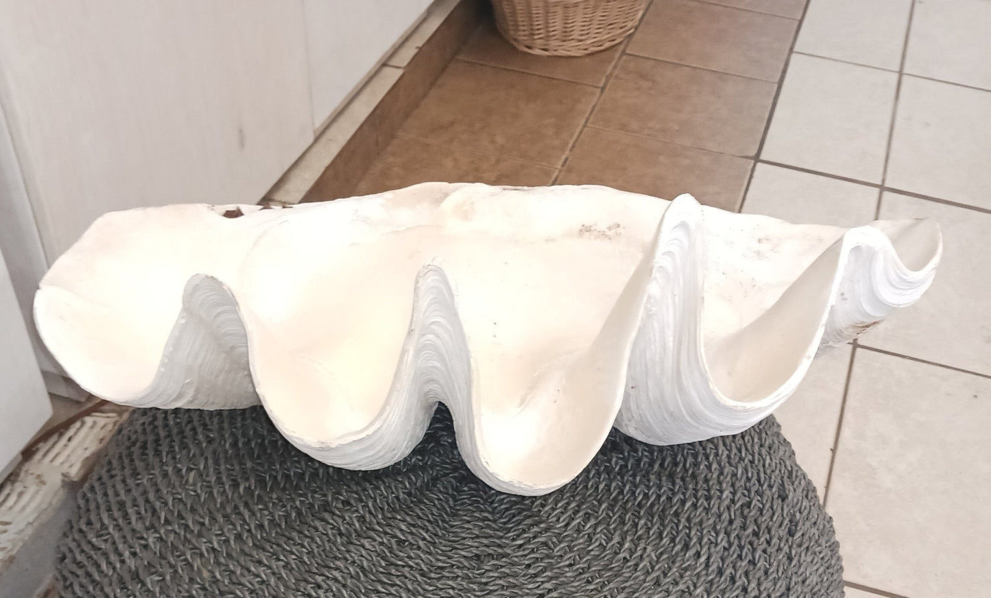 27" Giant tridacna gigas clam shell half