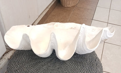 27" Giant tridacna gigas clam shell half