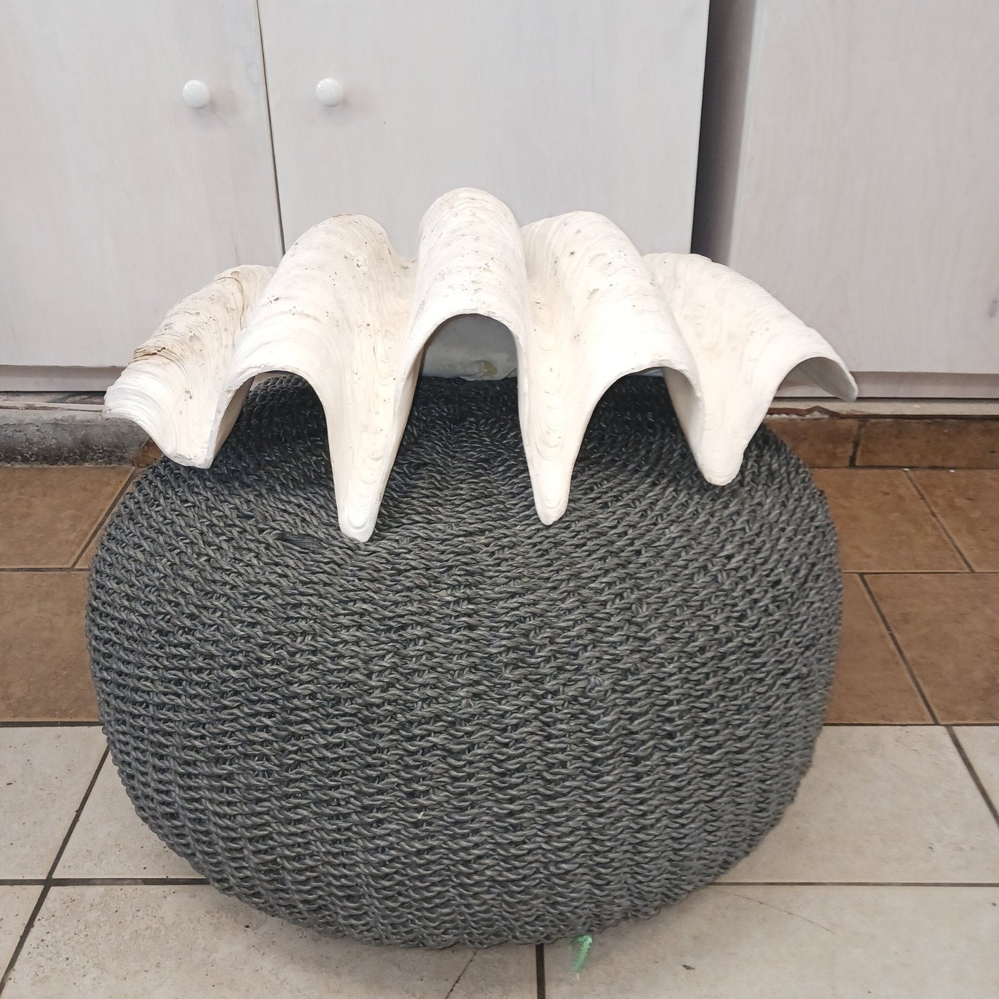 27" Giant tridacna gigas clam shell half