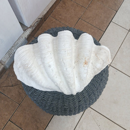 27" Giant tridacna gigas clam shell half