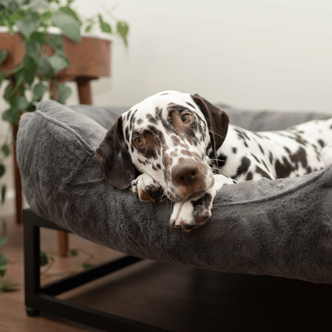 The FÜZI Dog Bed