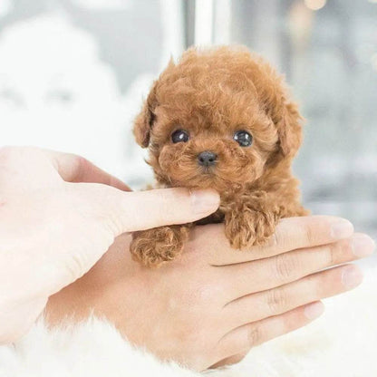 The Lifelike Robotic Puppy Pal