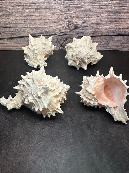 Pink Mouth Murex Shells 3-4” (Phyllonotus erythrostomus)