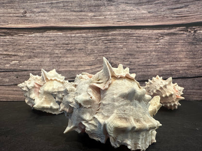 Pink Mouth Murex Shells 3-4” (Phyllonotus erythrostomus)