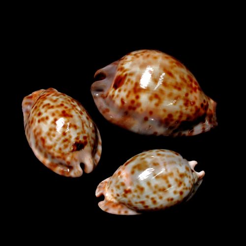 Rat Cowrie Shells - Cypraea stercoraria with Documentation