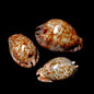 Rat Cowrie Shells - Cypraea stercoraria with Documentation