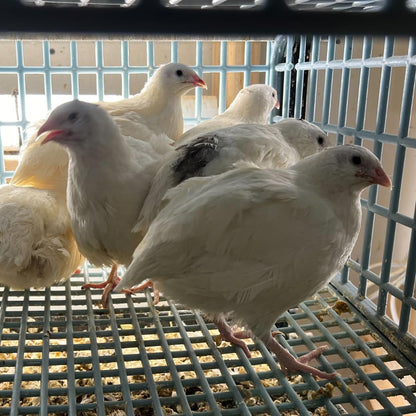 Jumbo White Coturnix Hatching Eggs - Premium Quail Eggs for Hatching - Perfect for Homesteaders, Breeders, Hobbyists - Freshly Collected for High Hatch Rates (Copy)