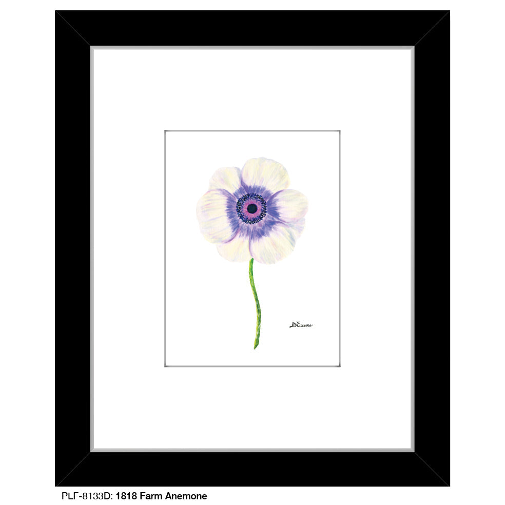 1818 Farm Anemone, Print (#8133D)