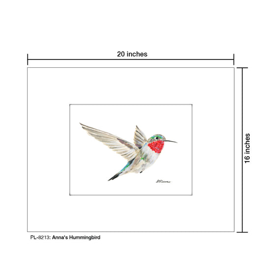 Anna's Hummingbird, Print (#8213A)