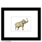 Asian Elephant, Print (#8226A)