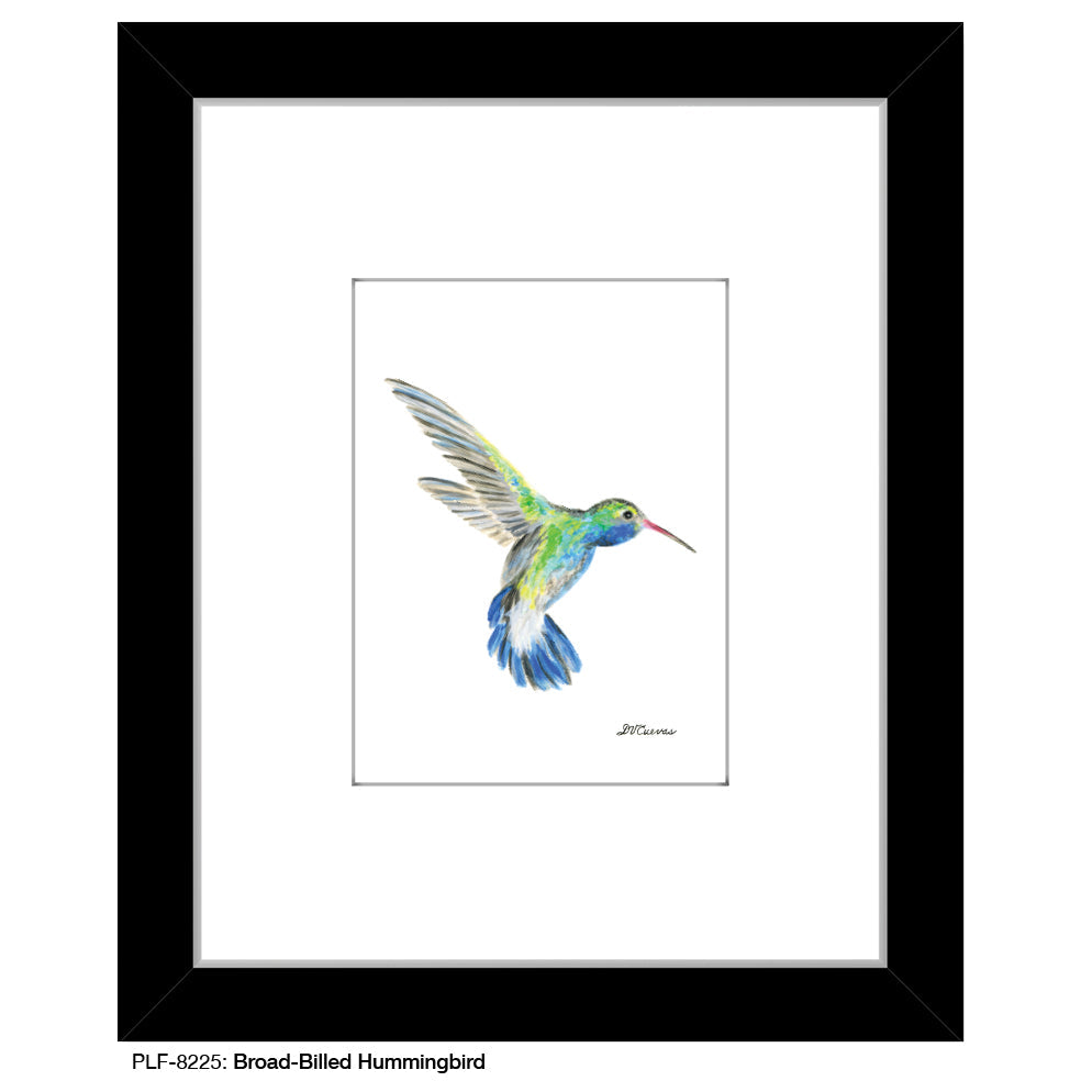 Broad-Billed Hummingbird, Print (#8225G)