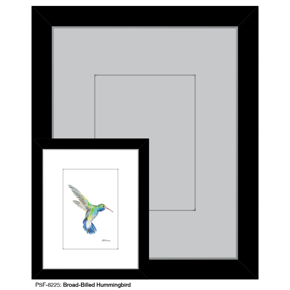 Broad-Billed Hummingbird, Print (#8225G)