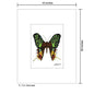 Decorated, Print (#7639B)