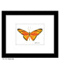 Dryas Julia, Print (#7767B)