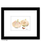 Garlic, Print (#8482A)