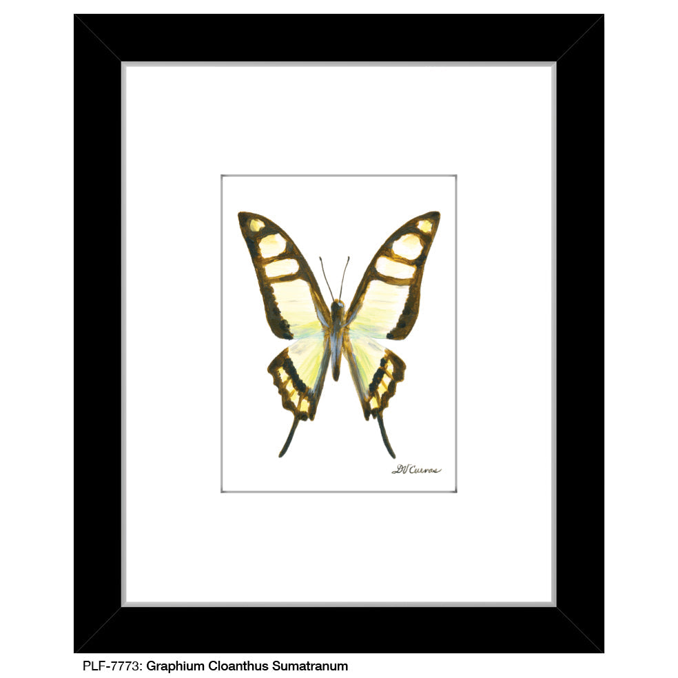 Graphium Cloanthus Sumatranum, Print (#7773A)