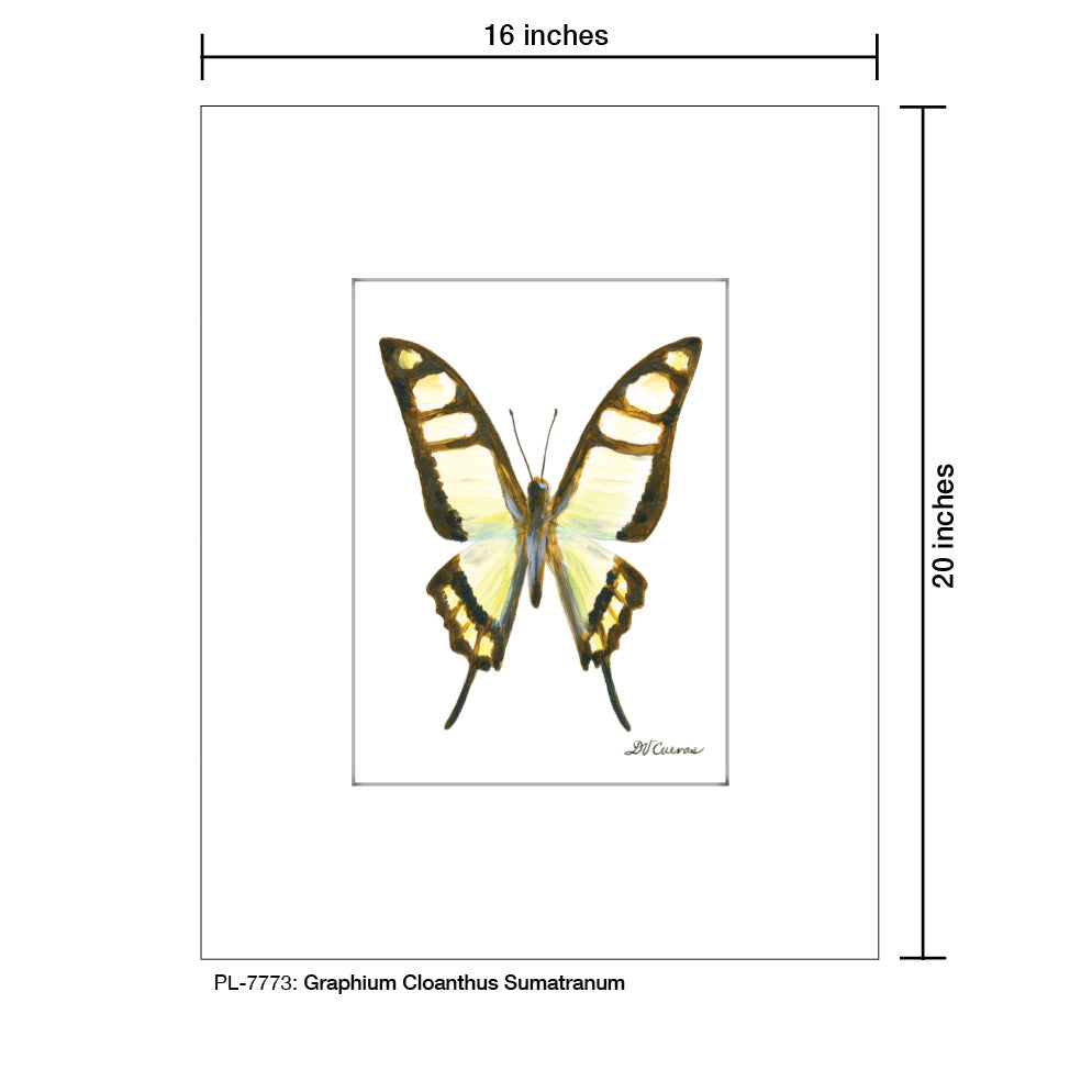 Graphium Cloanthus Sumatranum, Print (#7773A)