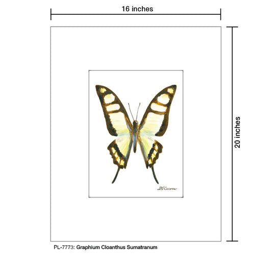 Graphium Cloanthus Sumatranum, Print (#7773A)