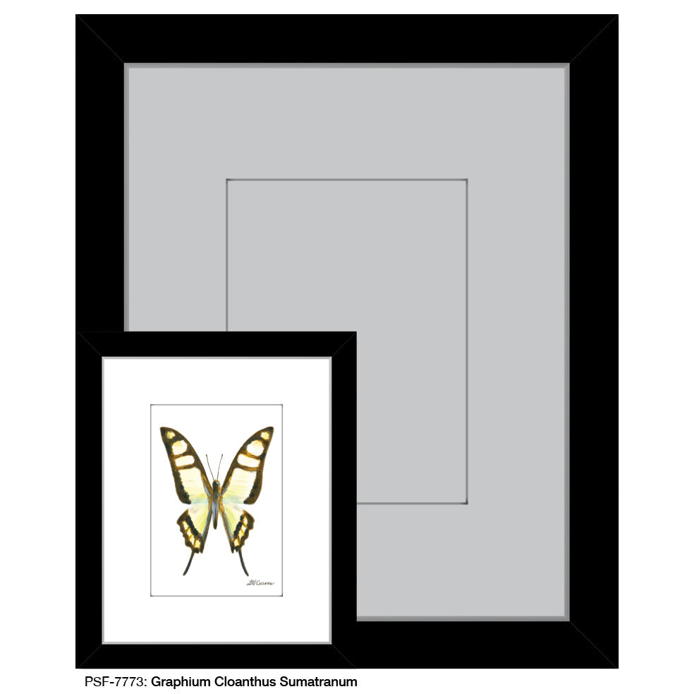 Graphium Cloanthus Sumatranum, Print (#7773A)