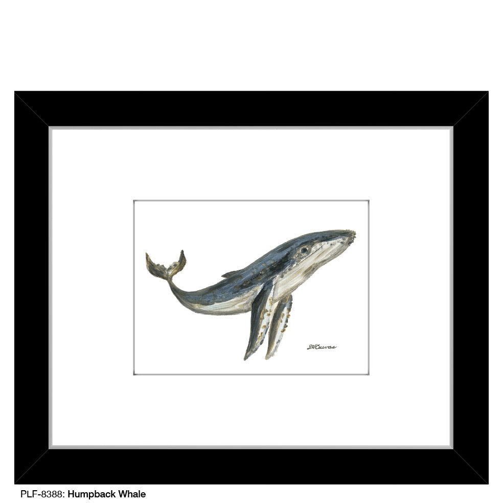 Humpback Whale, Print (#8388B)