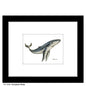 Humpback Whale, Print (#8388B)