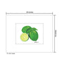 Limes, Print (#8493A)