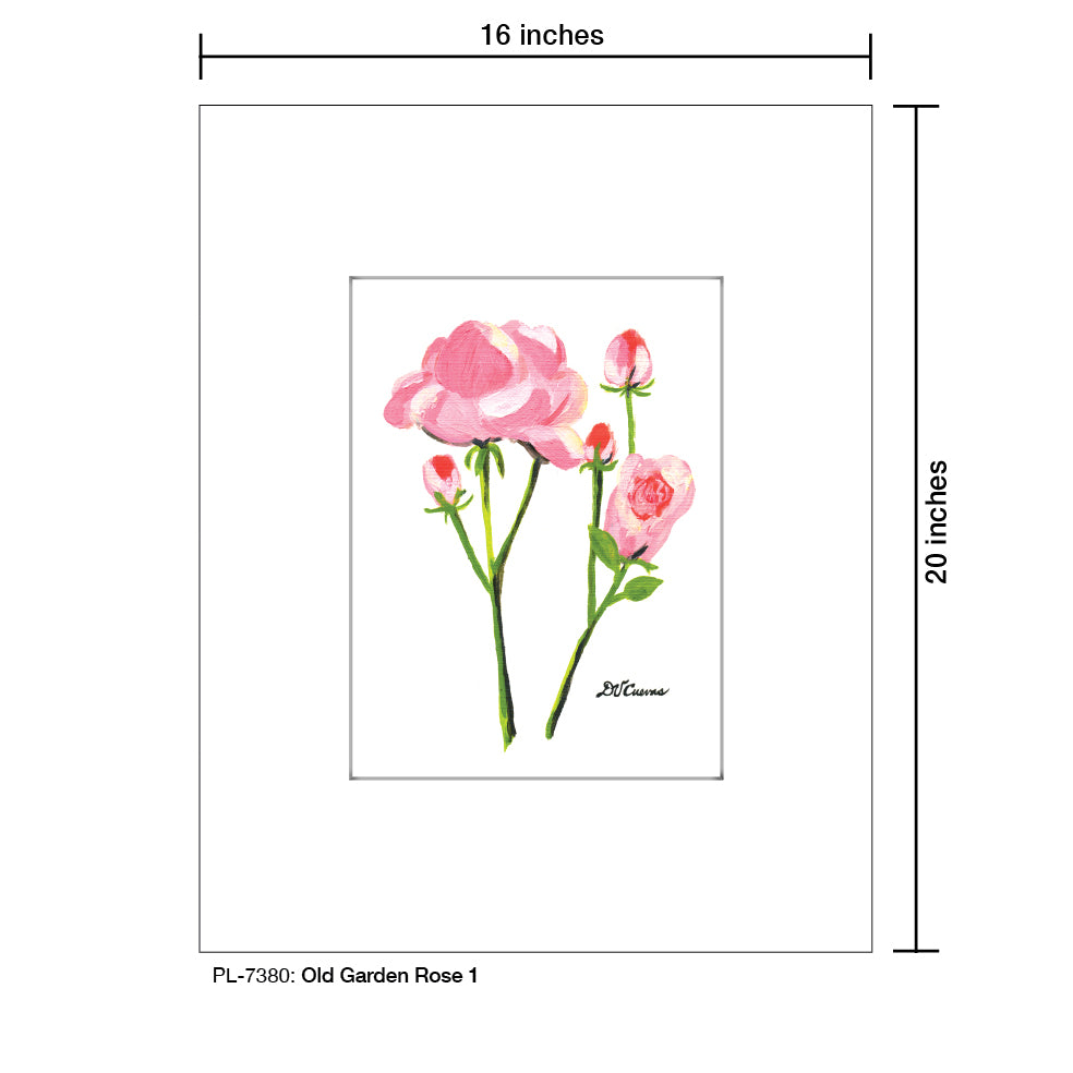 Old Garden Rose 1, Print (#7380A)