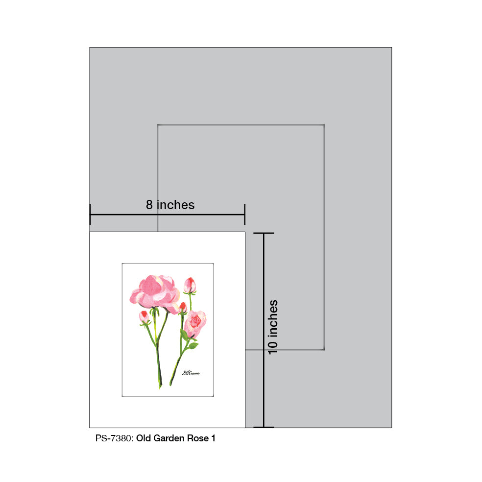 Old Garden Rose 1, Print (#7380A)