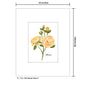 Old Garden Rose 3, Print (#7383A)