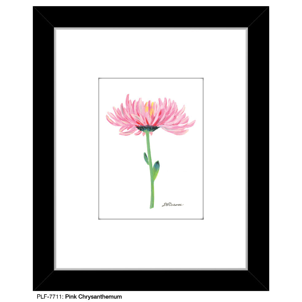 Pink Chrysanthemum, Print (#7711B)