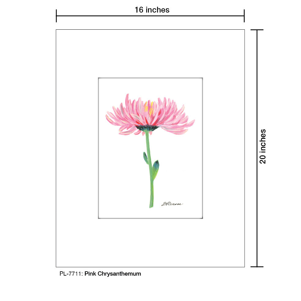 Pink Chrysanthemum, Print (#7711B)