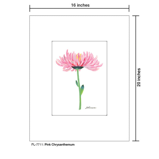 Pink Chrysanthemum, Print (#7711B)