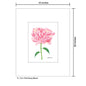 Pink Peony Bloom, Print (#7829A)
