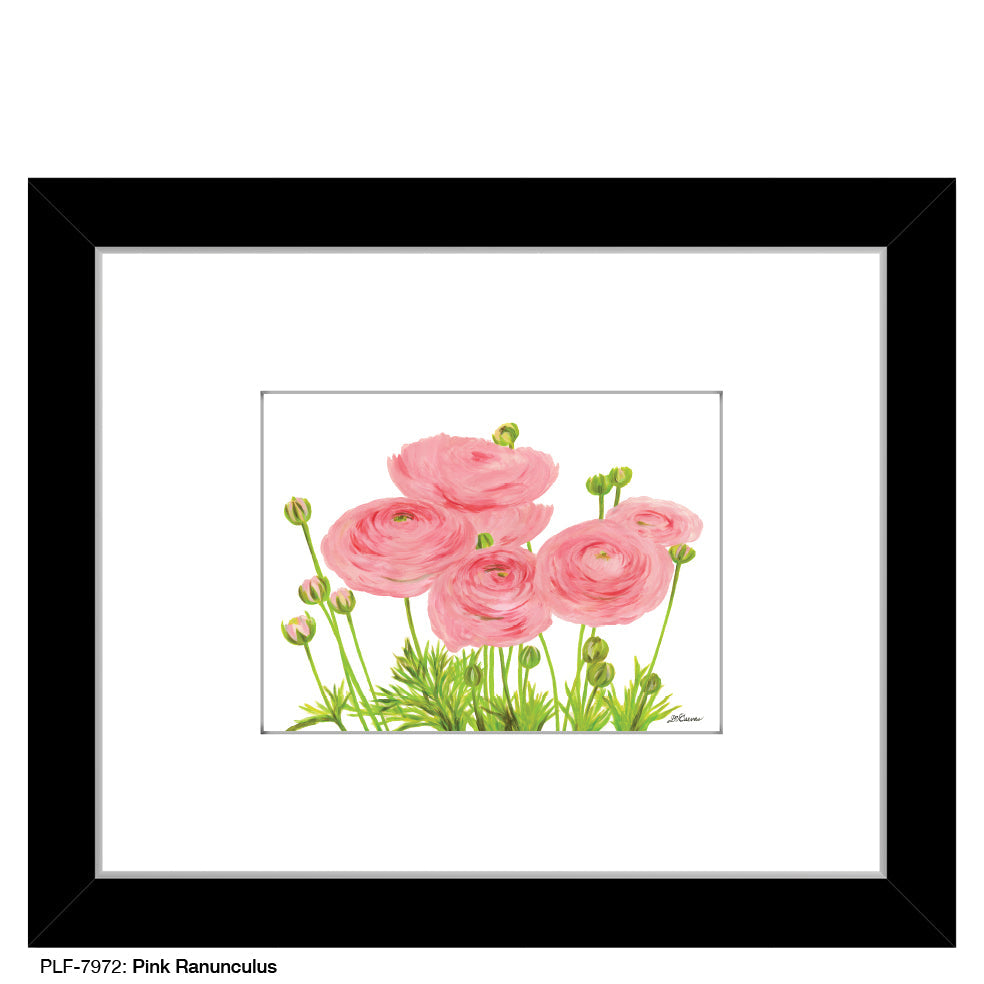 Pink Ranunculus, Print (#7972A)