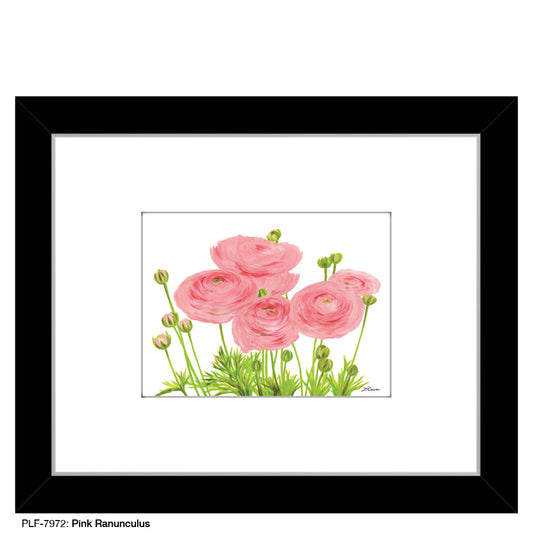 Pink Ranunculus, Print (#7972A)