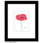 Poppy Pink Flower, Print (#7777B)