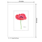 Poppy Pink Flower, Print (#7777B)