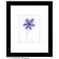 Purple & White Poppy Anemone, Print (#8708D)
