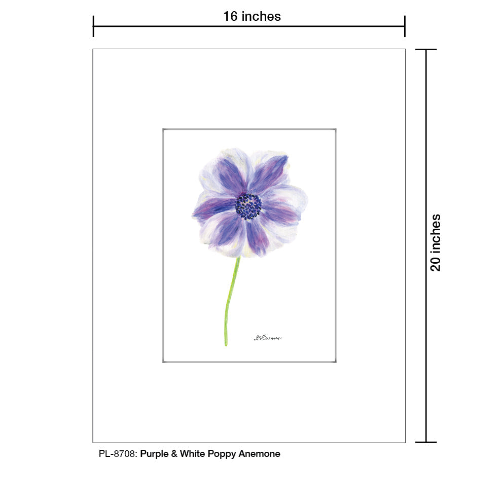 Purple & White Poppy Anemone, Print (#8708D)