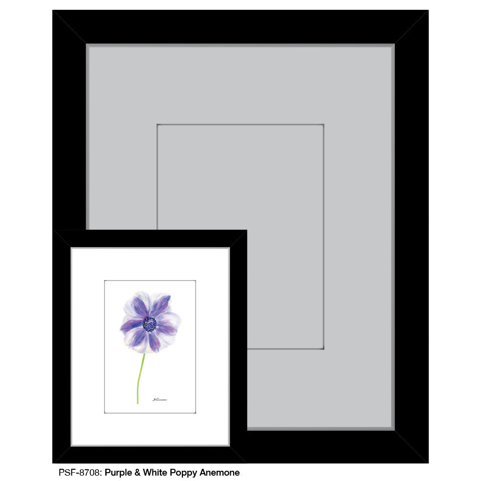 Purple & White Poppy Anemone, Print (#8708D)