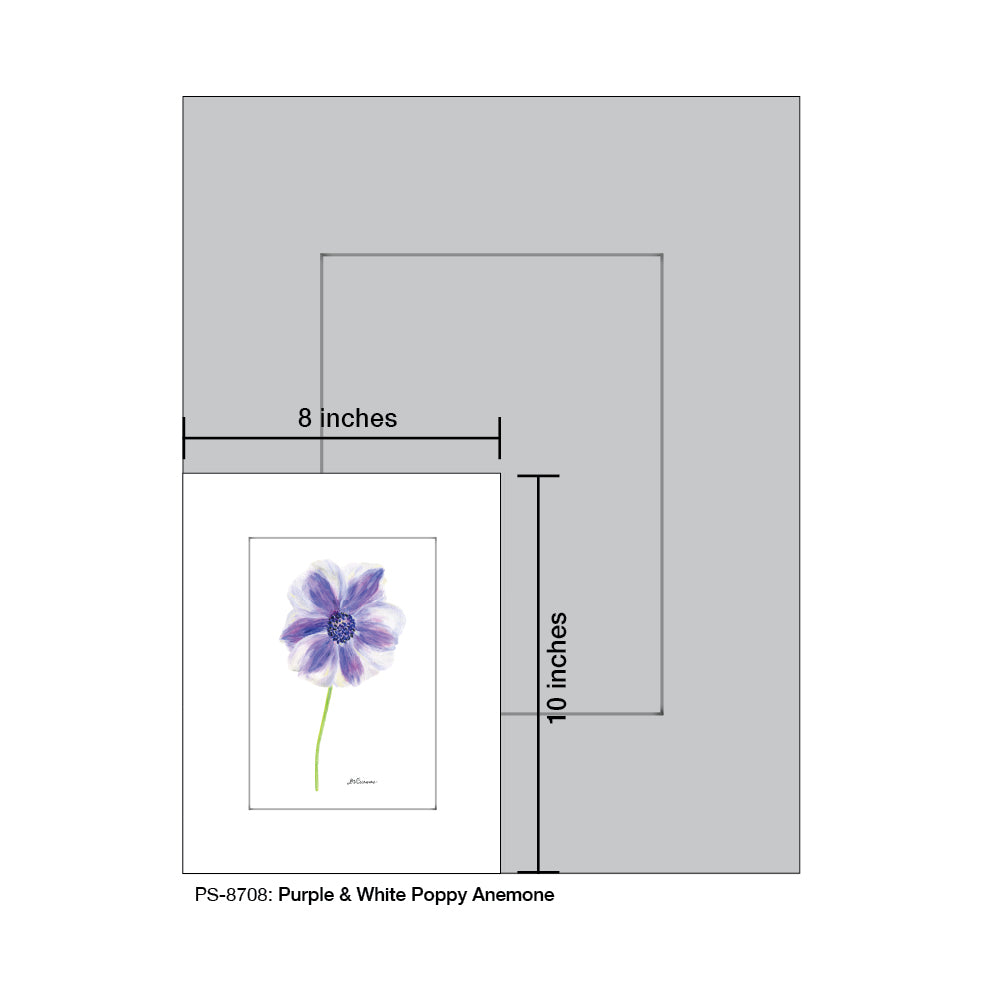 Purple & White Poppy Anemone, Print (#8708D)