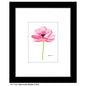 Ranunculus Shades in Pink, Print (#7935B)